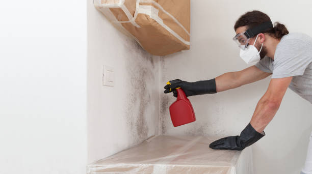 Professional Mold Removal technician working in Maynard, MA